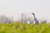 29537 Bubulcus ibis (Airone guardabuoi)